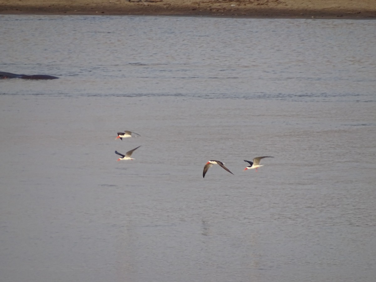 African Skimmer - ML638750965