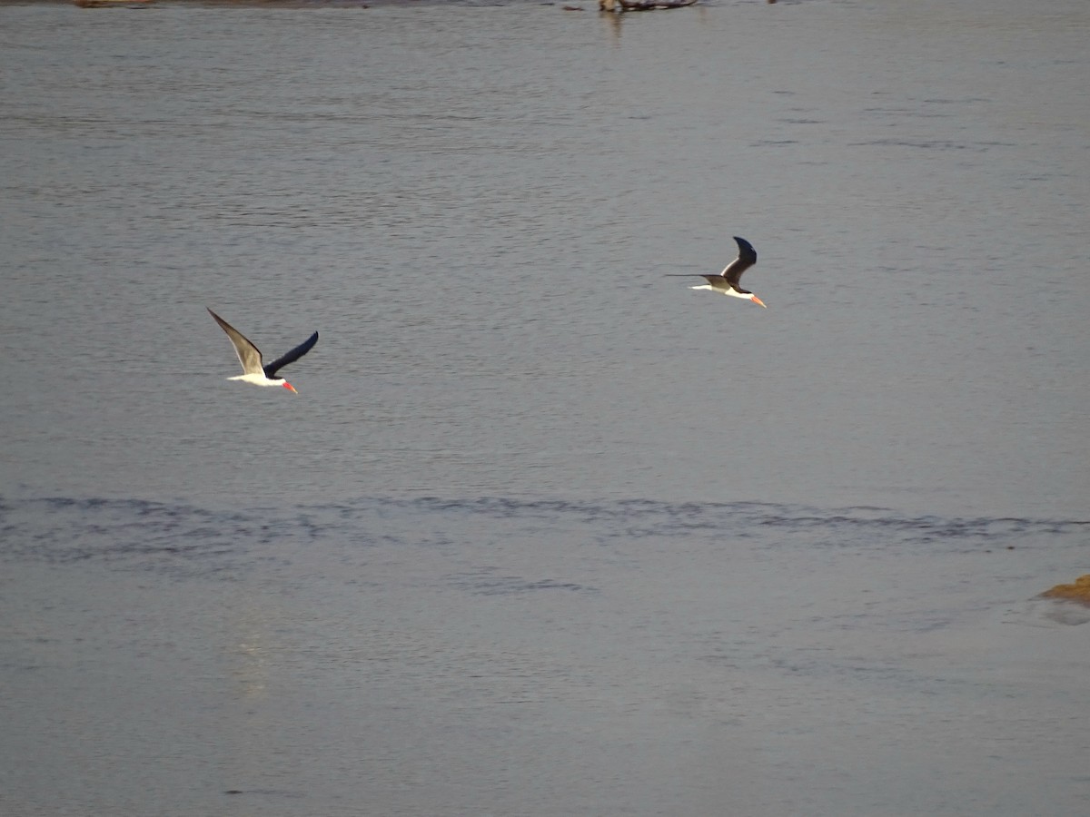 African Skimmer - ML638750966