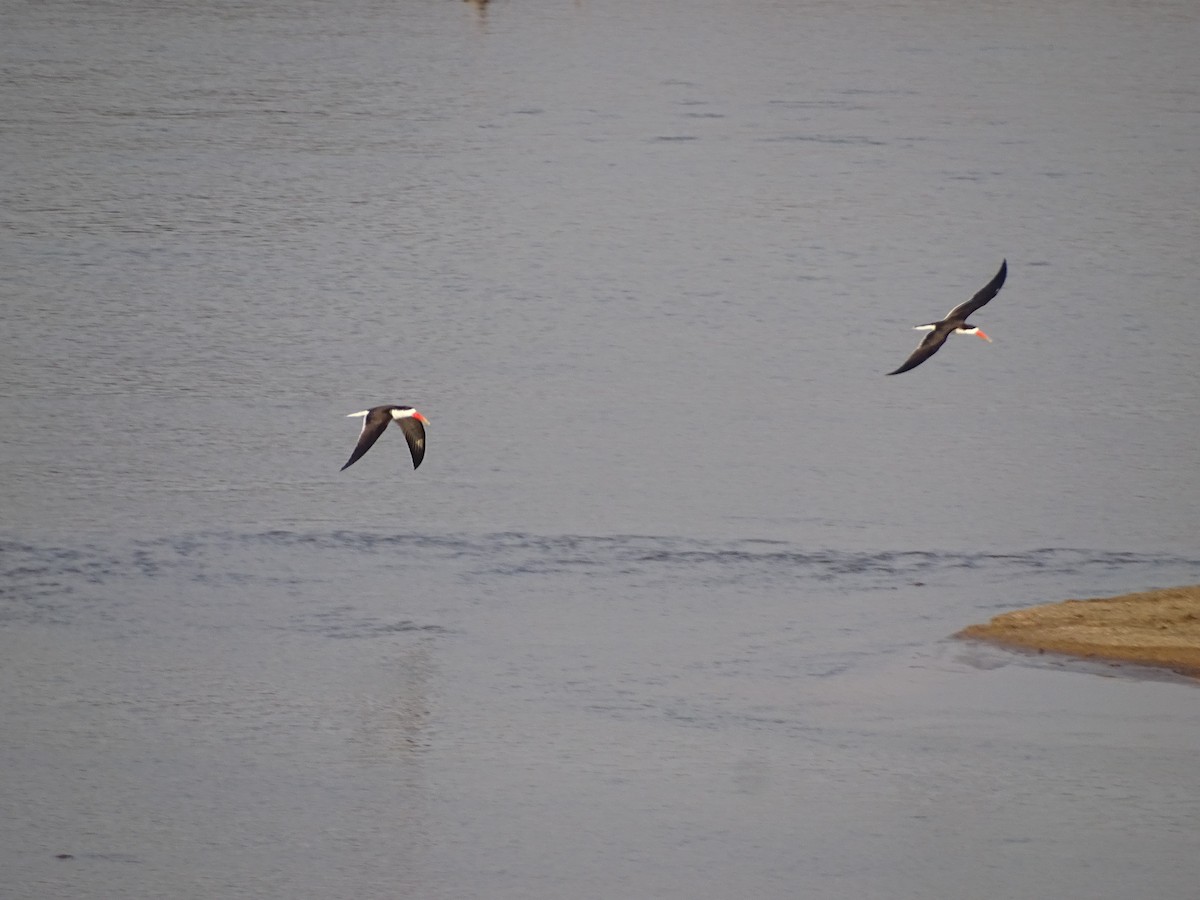 African Skimmer - ML638750967