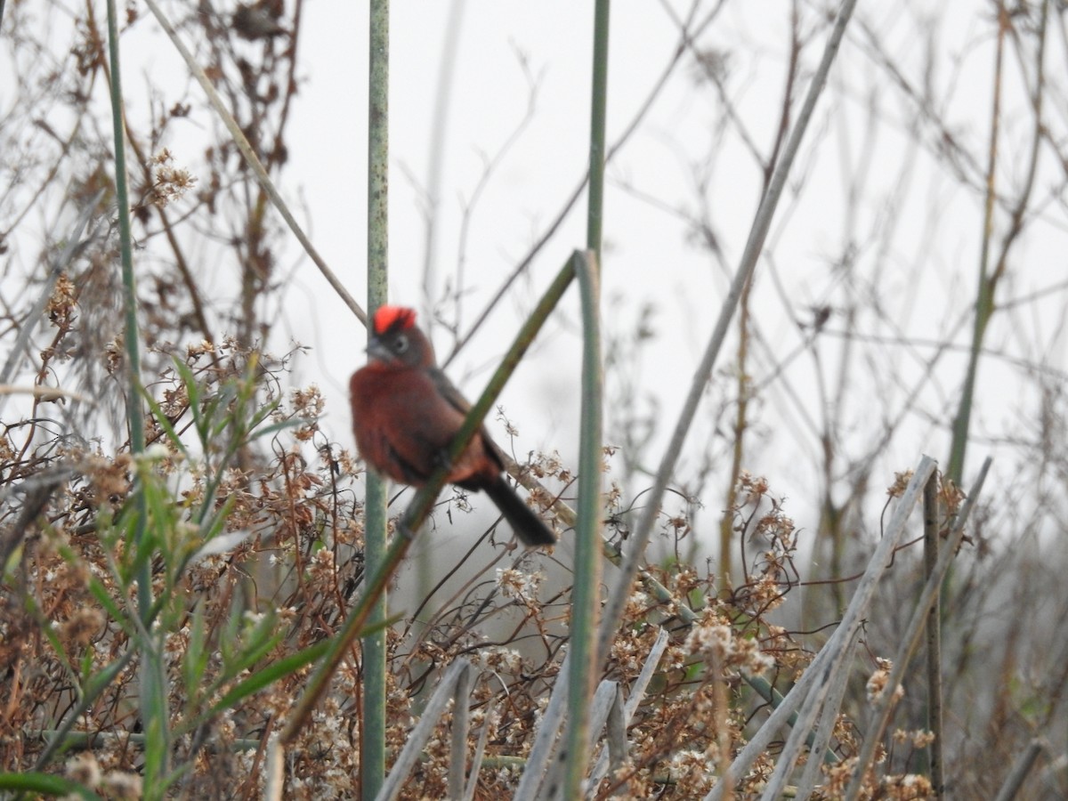 Red-crested Finch - ML638750970