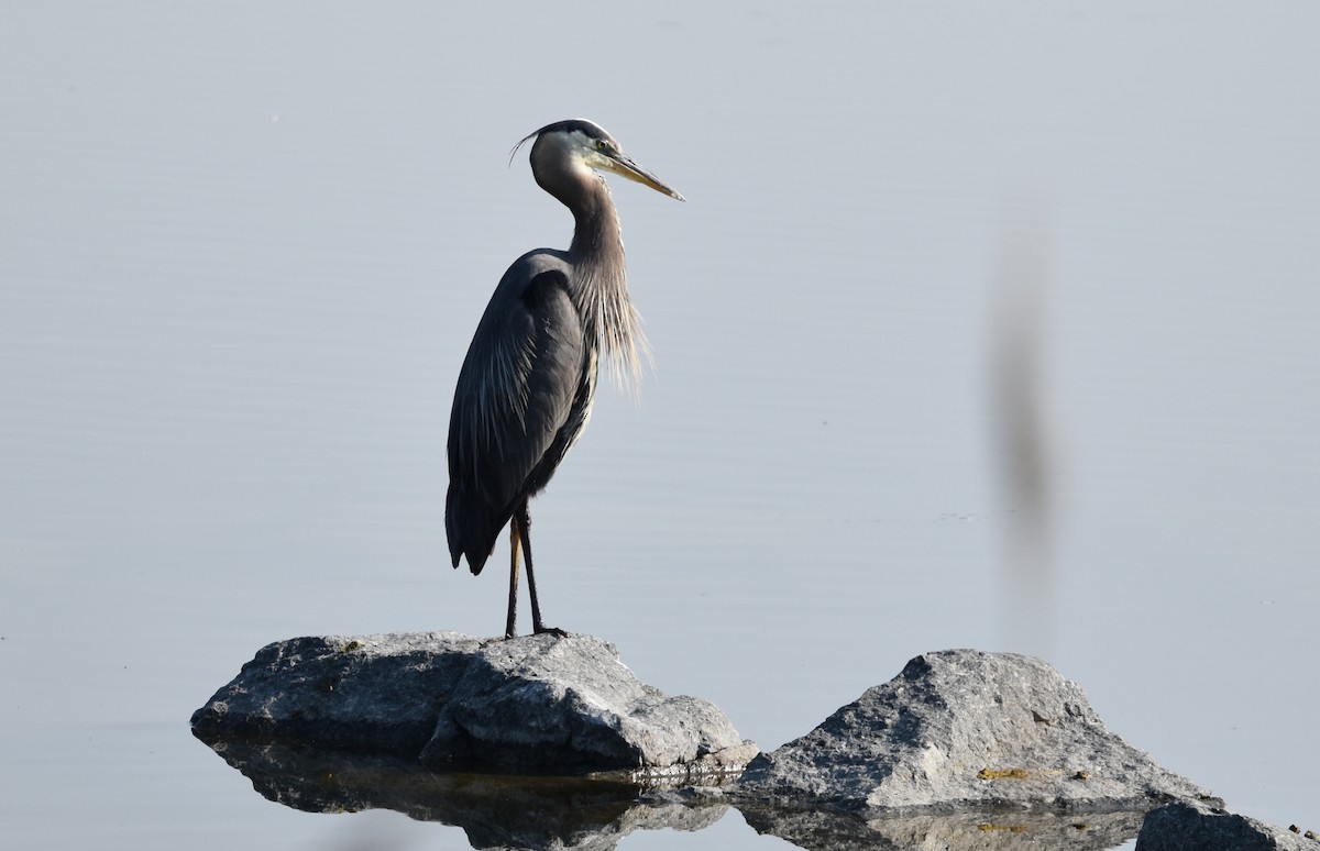 Great Blue Heron - ML638750971
