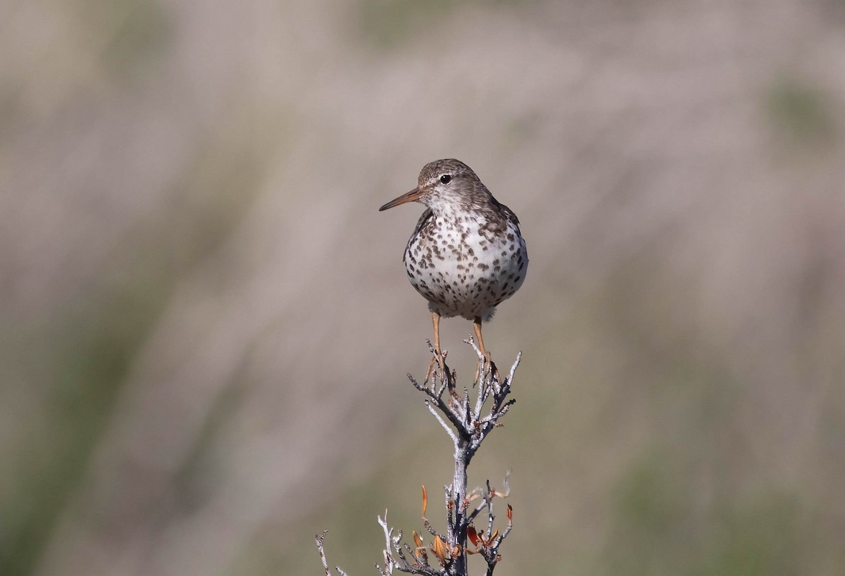Spotted Sandpiper - ML638750973