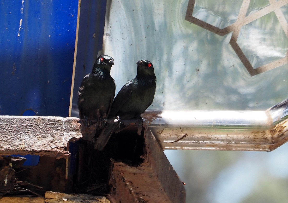 Asian Glossy Starling - ML638750978
