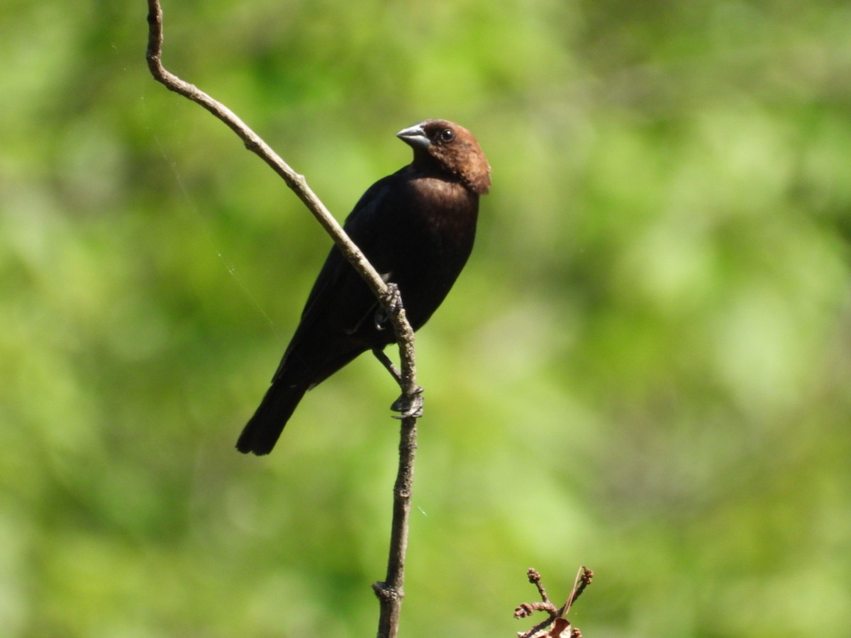 Brown-headed Cowbird - ML638750979