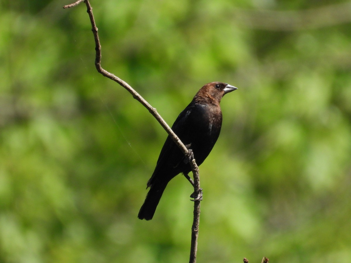 Brown-headed Cowbird - ML638750980
