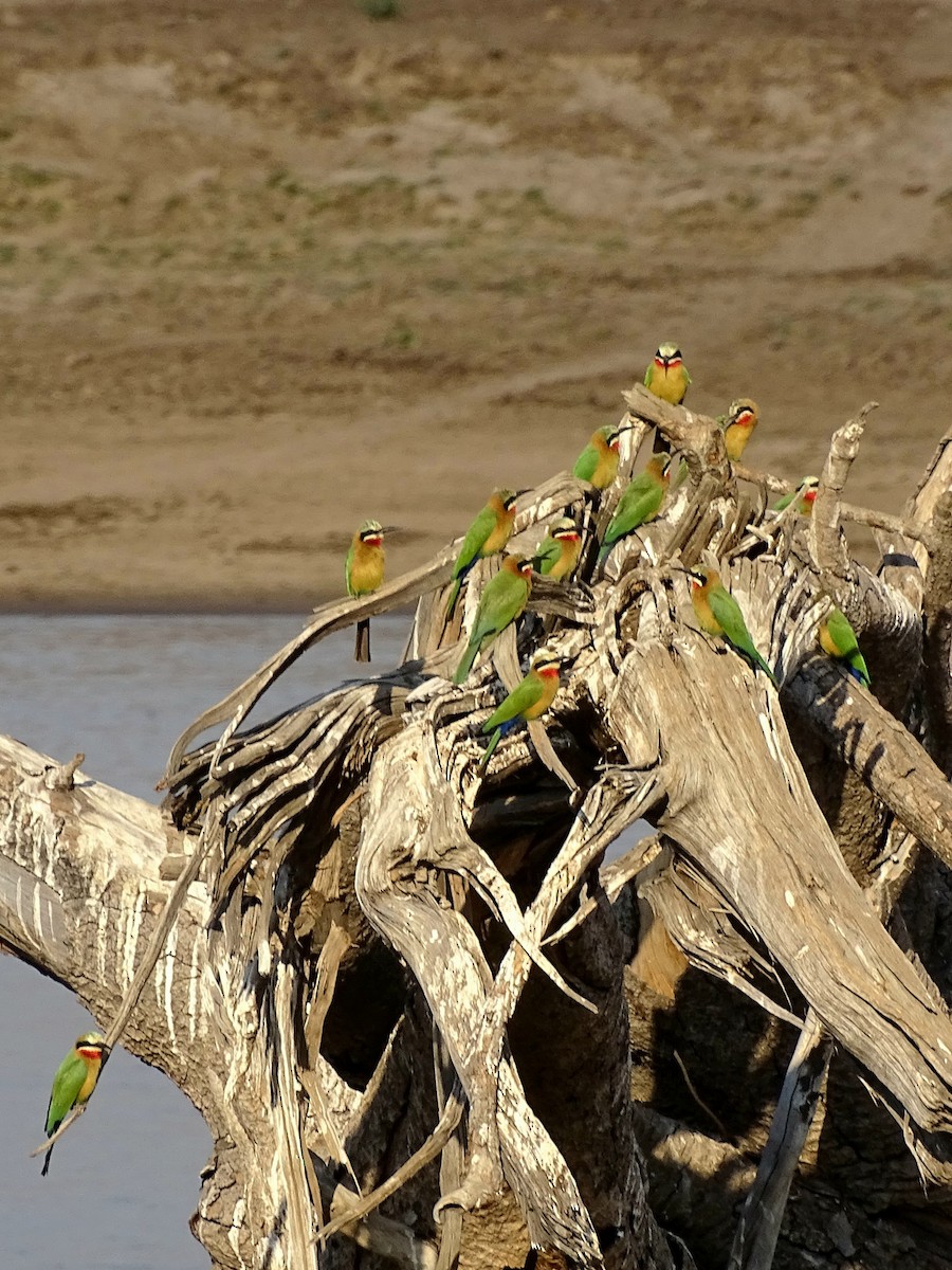 White-fronted Bee-eater - ML638750985