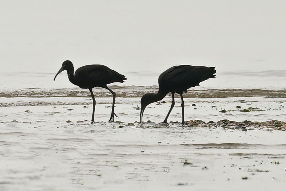 Glossy Ibis - ML638750995