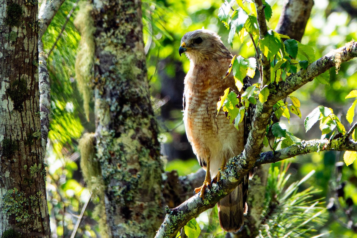 Red-shouldered Hawk - ML638750998