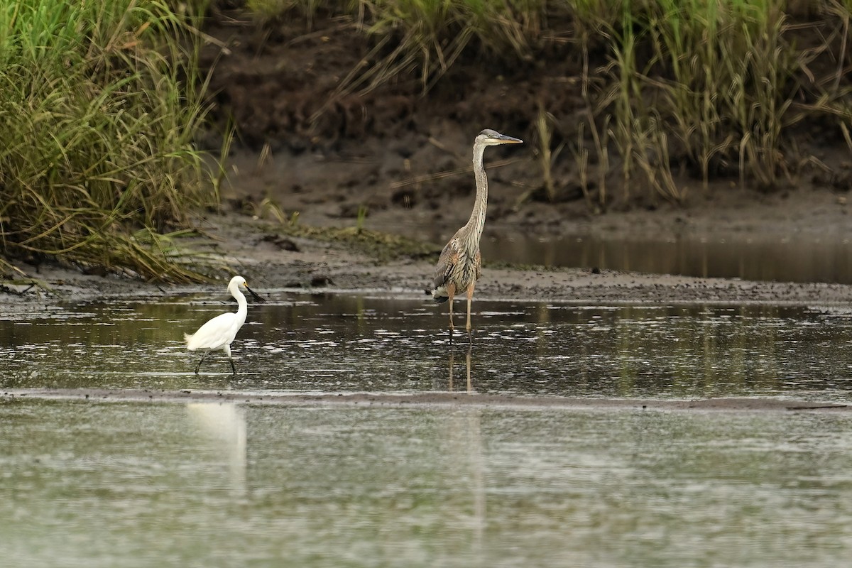 Snowy Egret - ML638751011