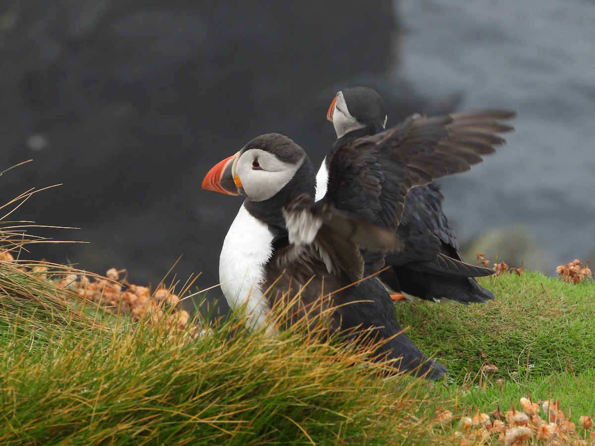 Atlantic Puffin - ML638751012