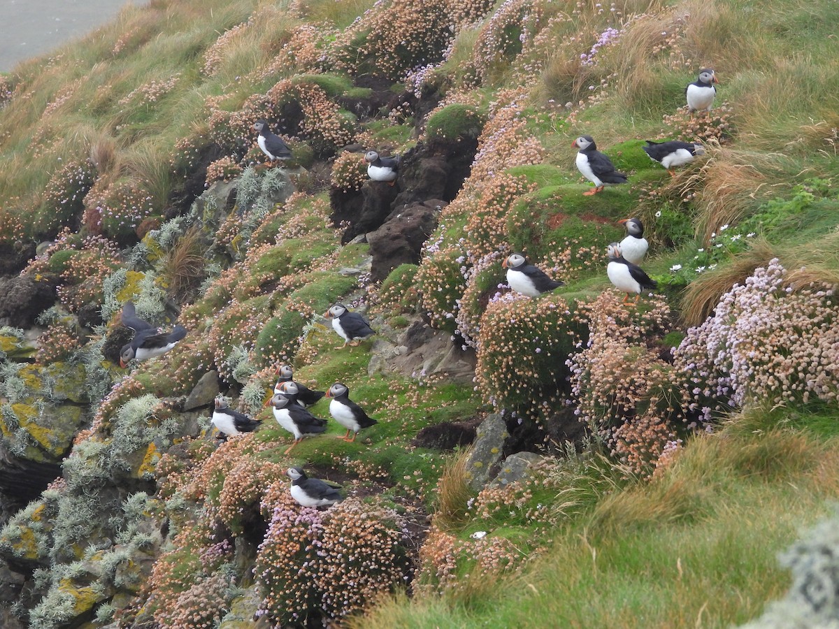 Atlantic Puffin - ML638751015