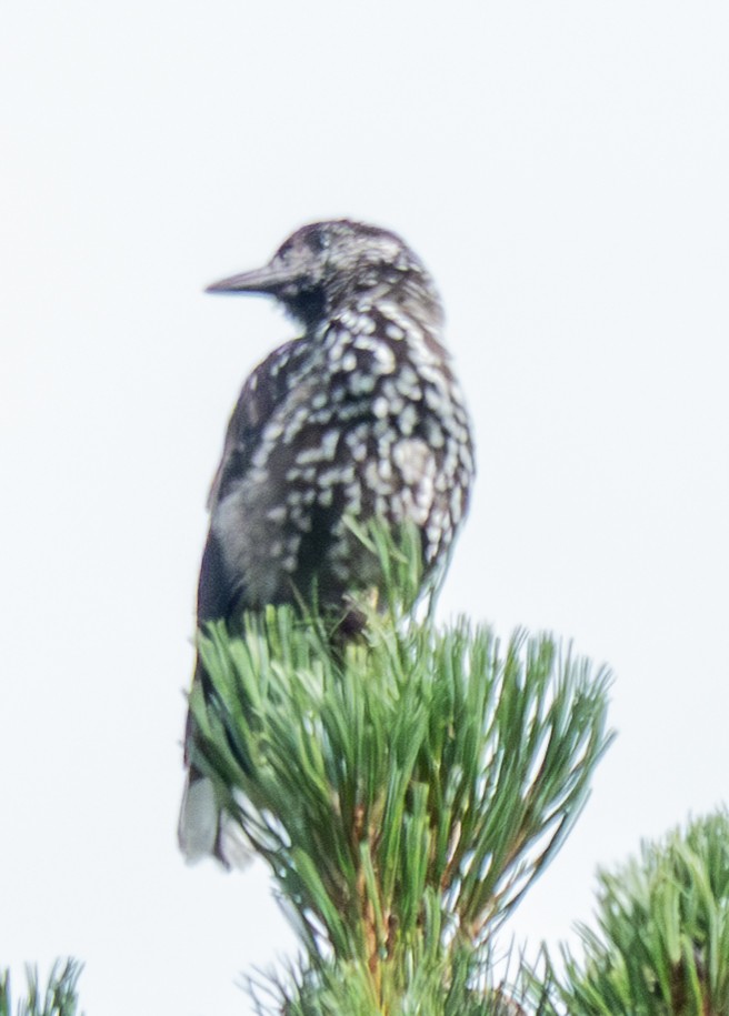 Northern Nutcracker - ML638751024