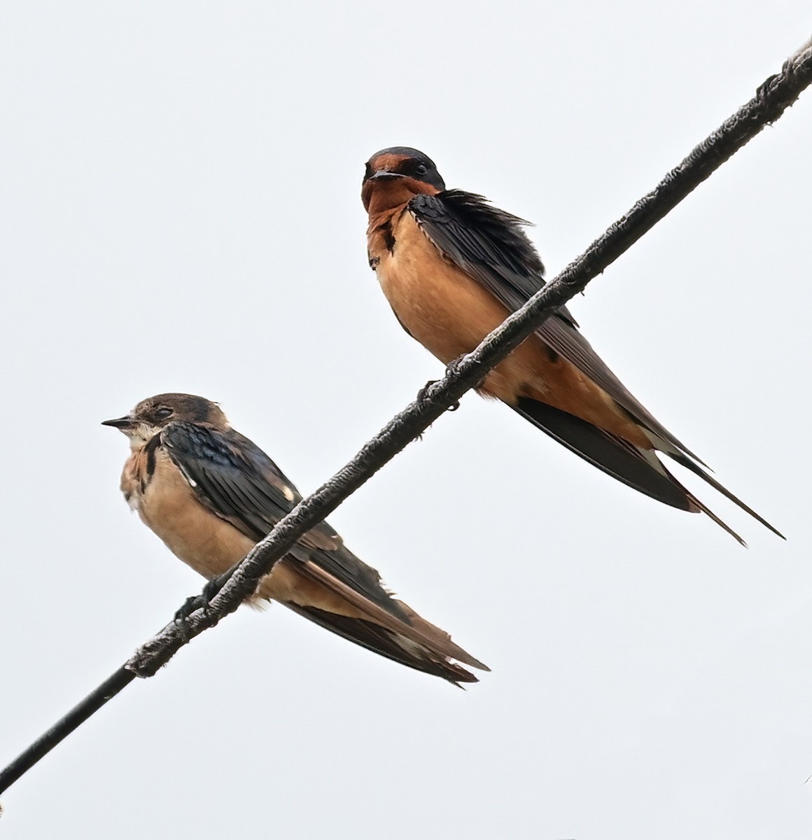 Barn Swallow - ML638751025