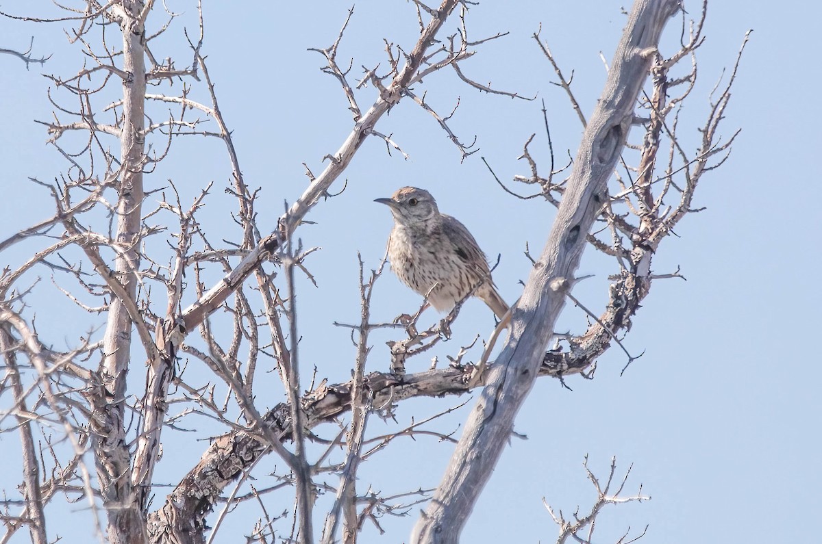 Sage Thrasher - ML638751027