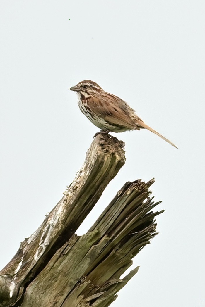 Song Sparrow - ML638751043