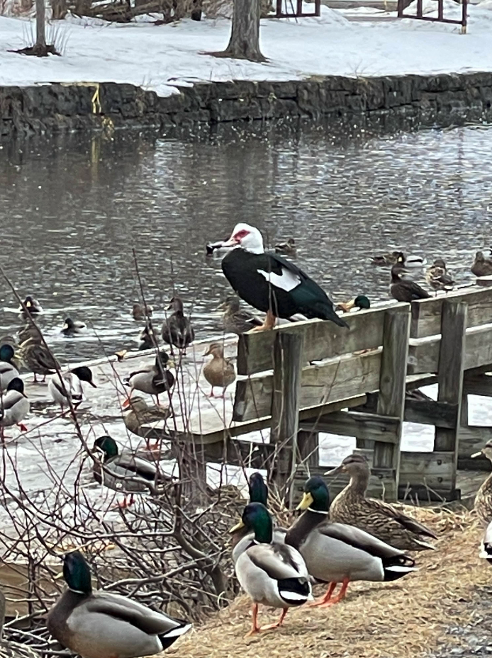 Muscovy Duck (Domestic type) - ML638751051