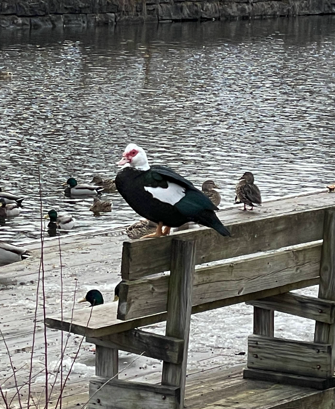 Muscovy Duck (Domestic type) - ML638751052