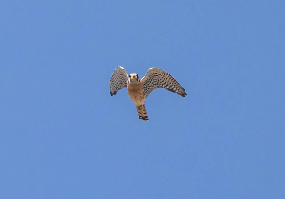 American Kestrel - ML638751055