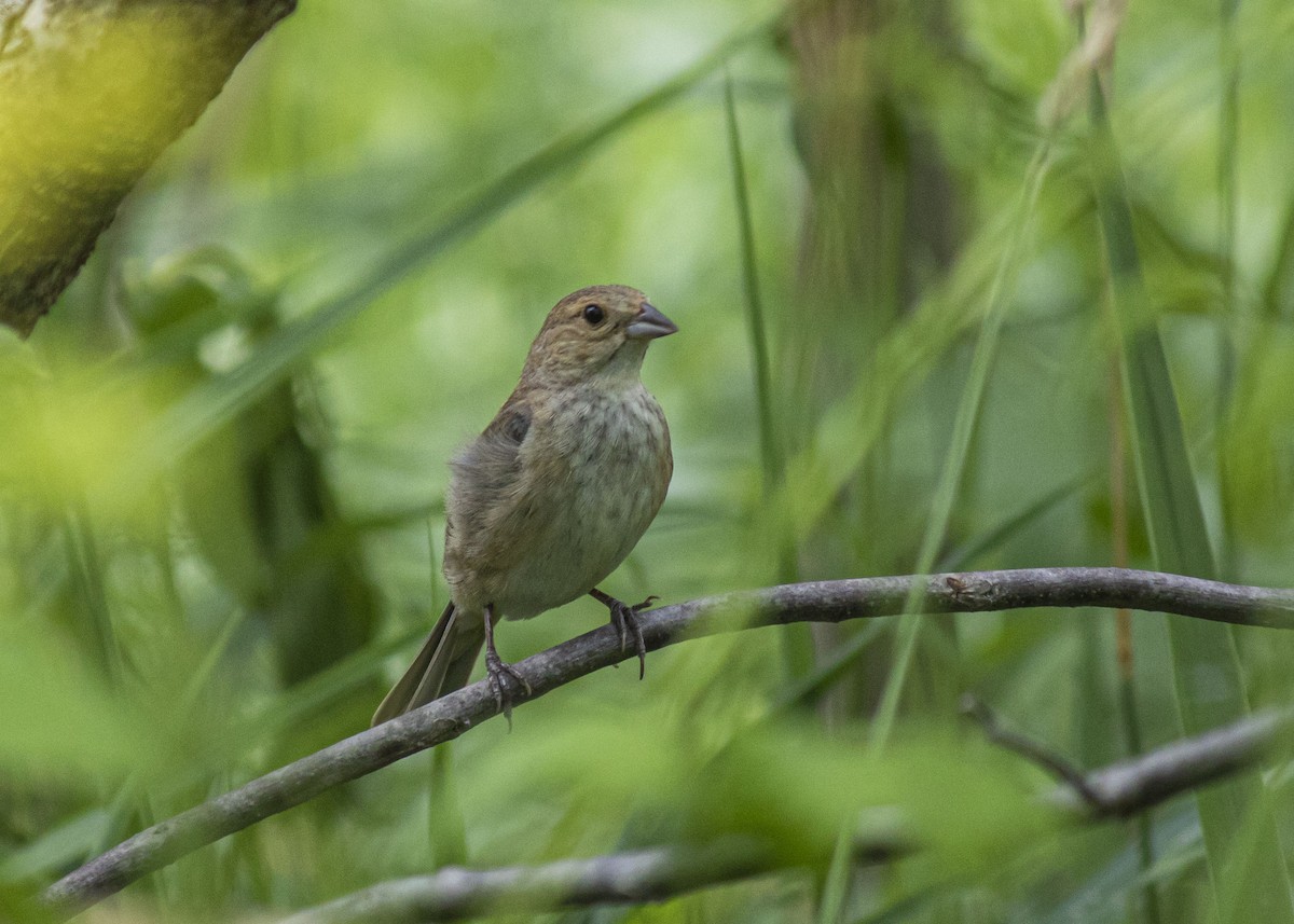 Indigo Bunting - ML638751066