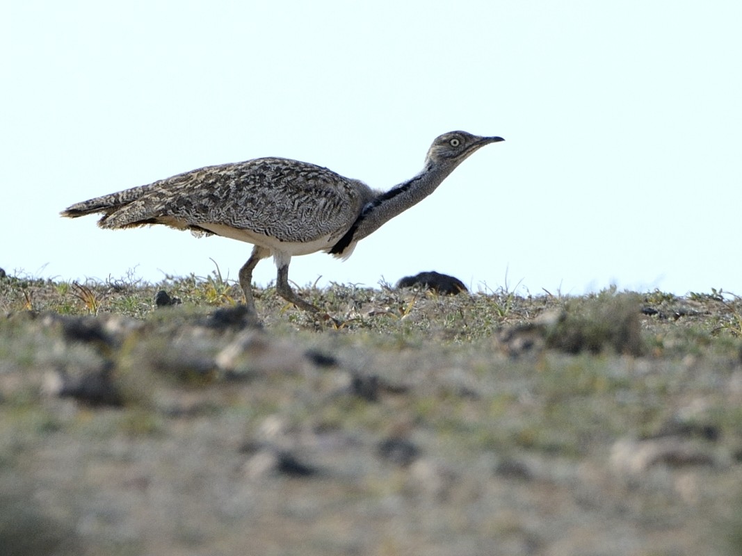 African Houbara - ML638751081