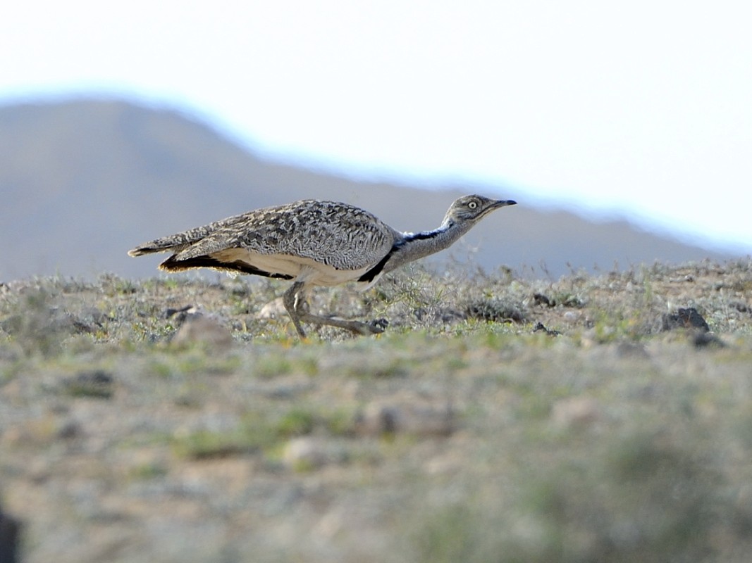 African Houbara - ML638751082