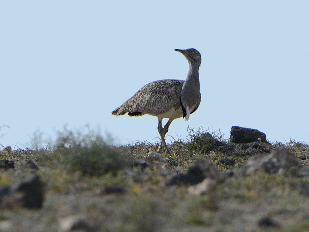 African Houbara - ML638751083