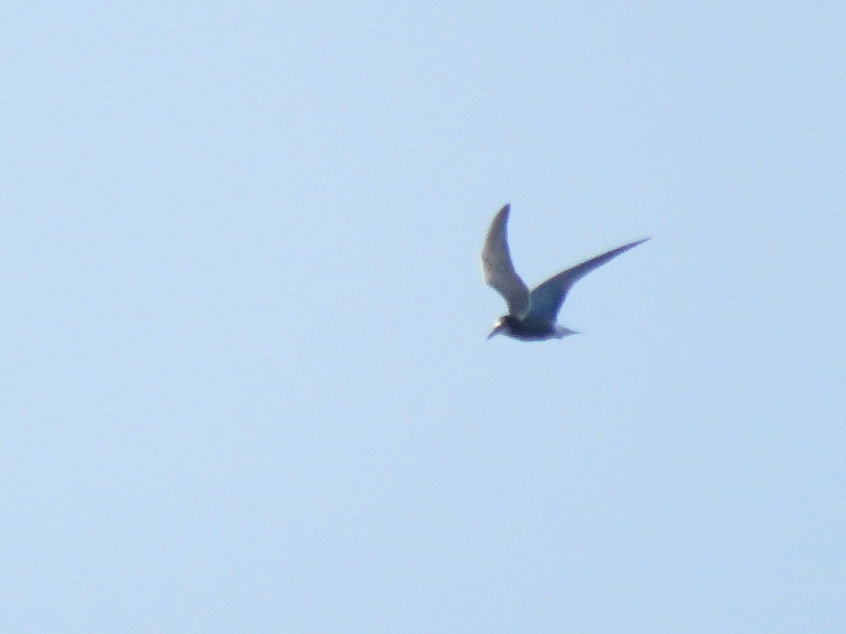 ハシグロクロハラアジサシ - ML638751153