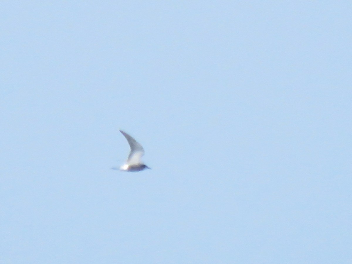 ハシグロクロハラアジサシ - ML638751158