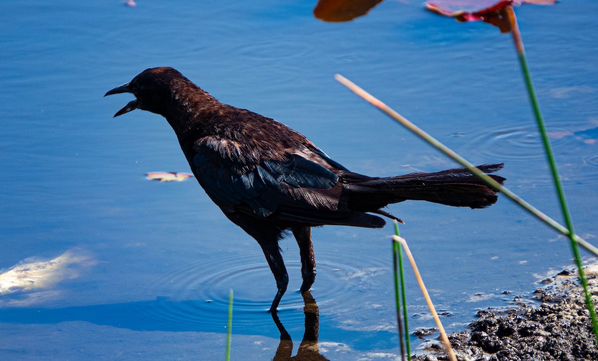 Boat-tailed Grackle - ML638751165