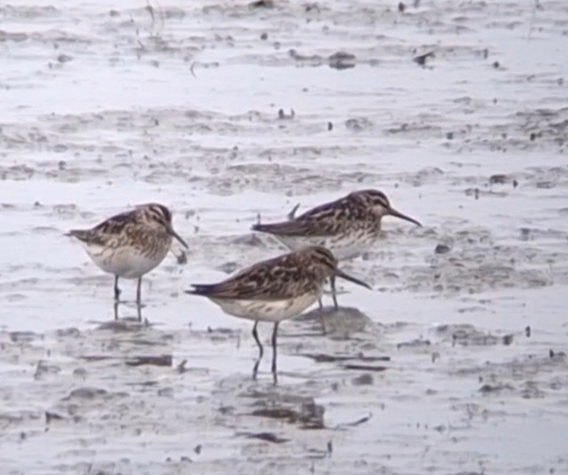 Broad-billed Sandpiper - ML638751167