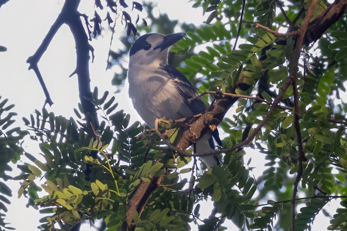 Hook-billed Vanga - ML638751171