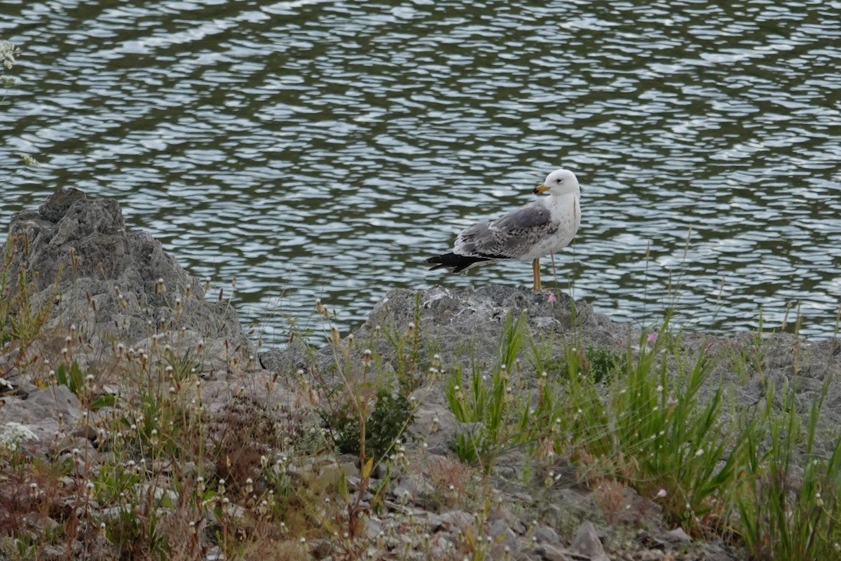 Armenian Gull - ML638751181