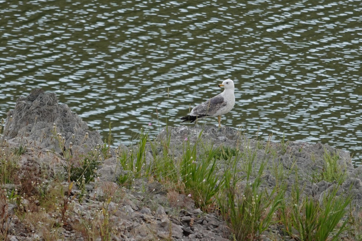 Armenian Gull - ML638751183