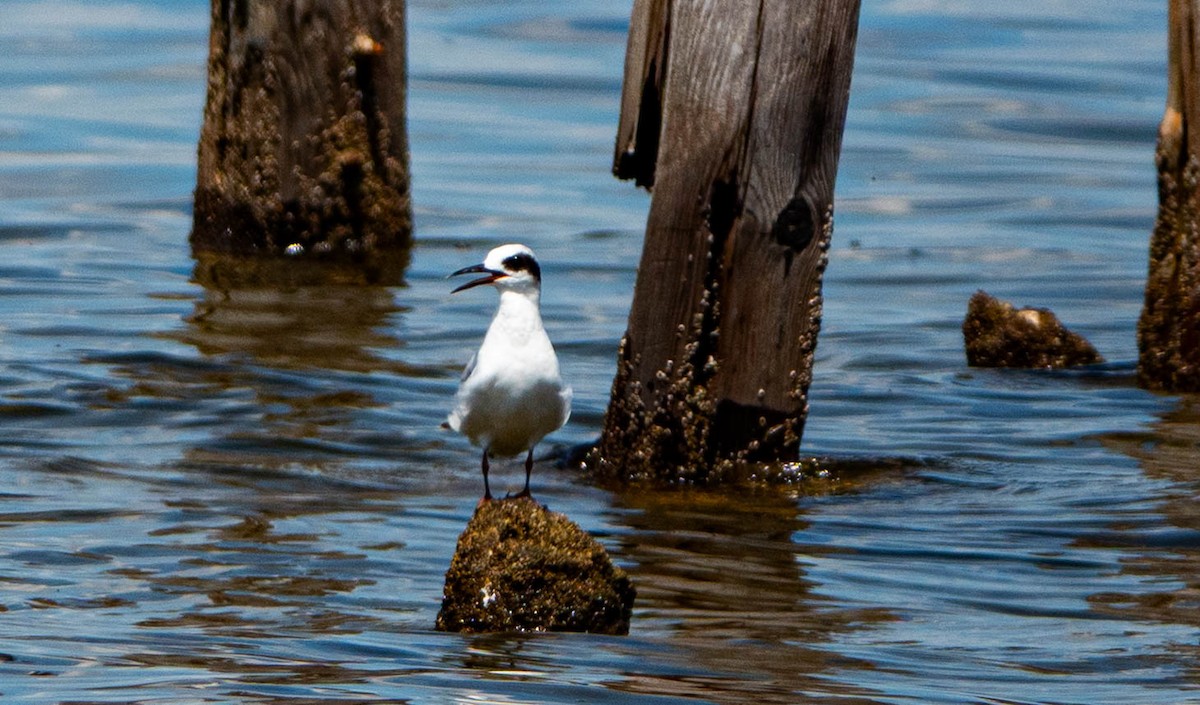 Forster's Tern - ML638751192