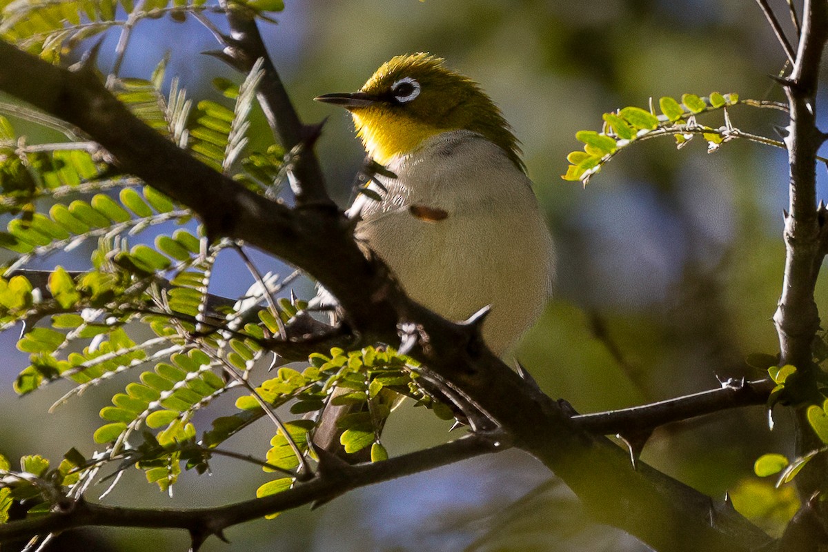 Malagasy White-eye - ML638751193
