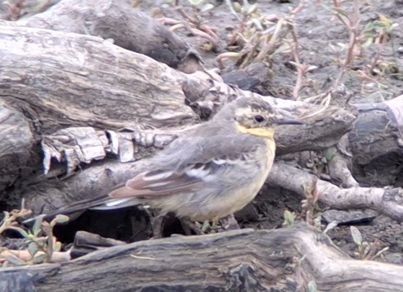 Citrine Wagtail - ML638751195