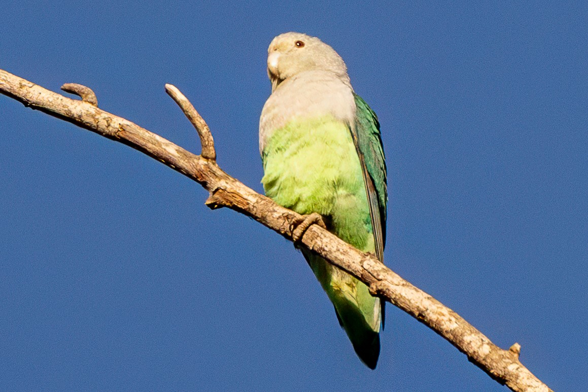 Gray-headed Lovebird - ML638751200
