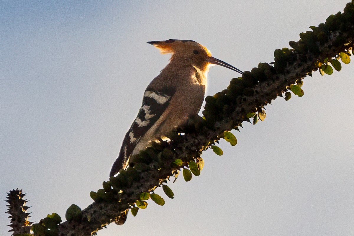 Madagascar Hoopoe - ML638751214