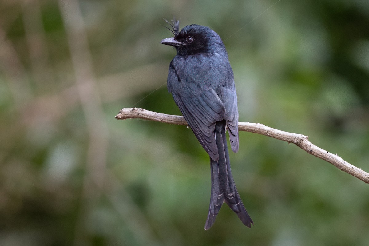 Crested Drongo (Madagascar) - ML638751223