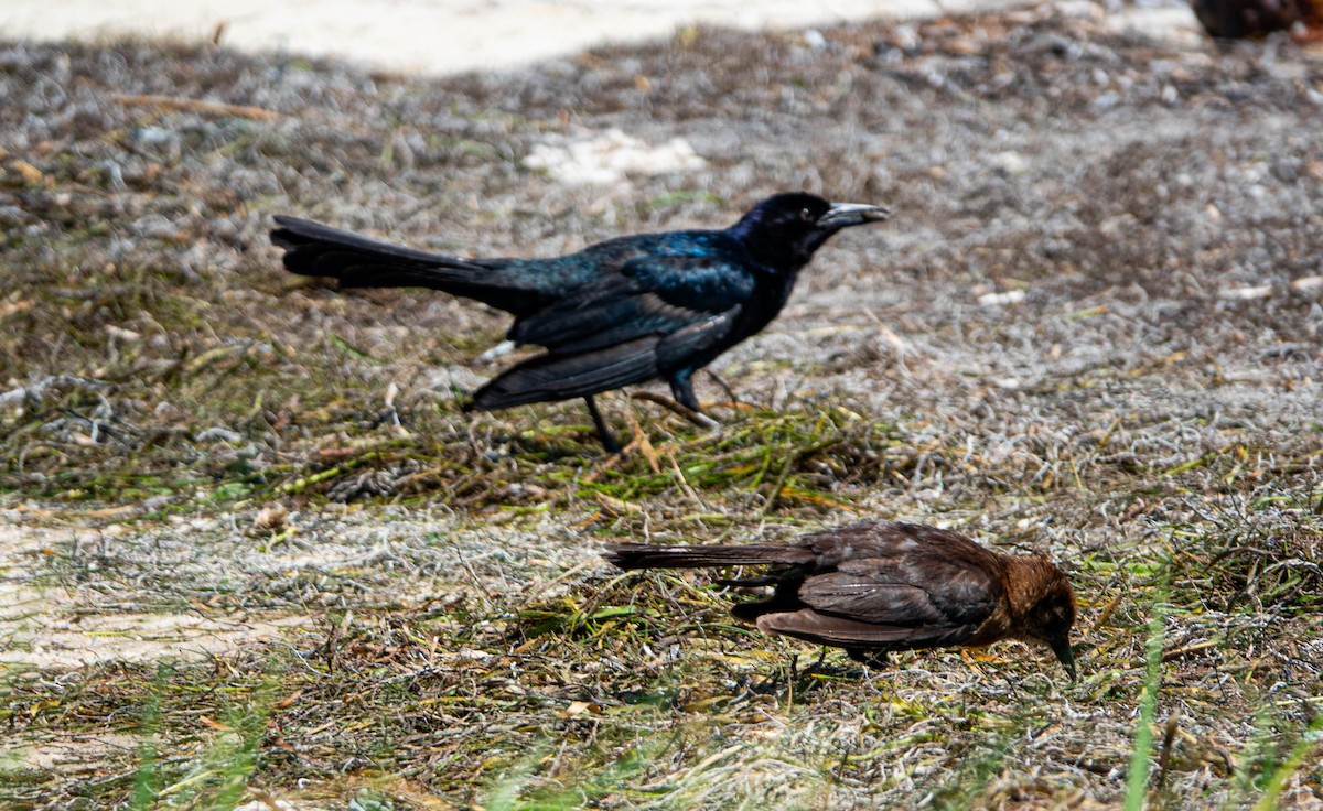 Boat-tailed Grackle - ML638751237