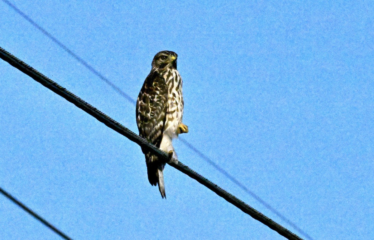 Red-shouldered Hawk - ML638751307