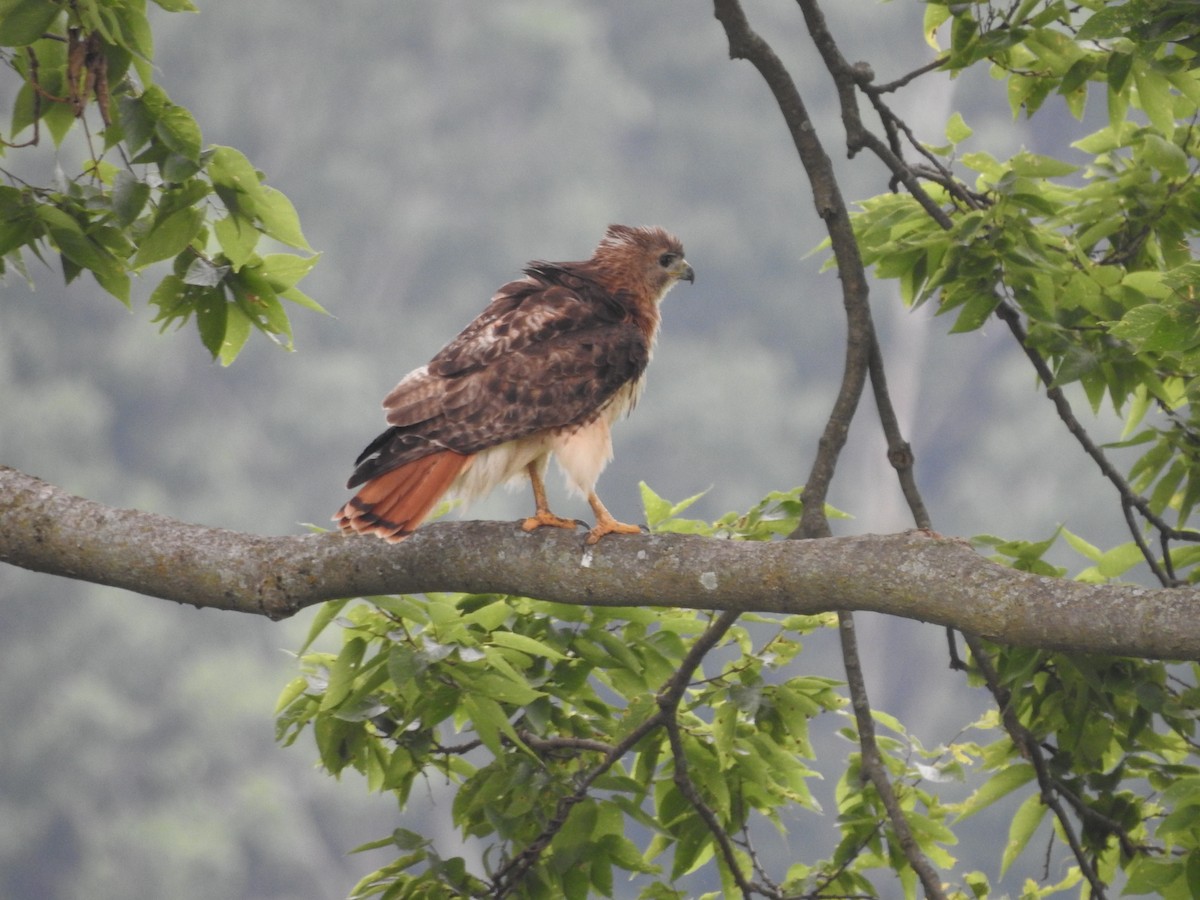 Red-tailed Hawk - ML638751314