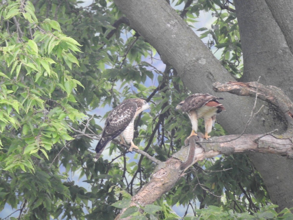 Red-tailed Hawk - ML638751316