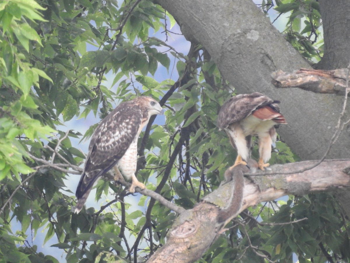 Red-tailed Hawk - ML638751317