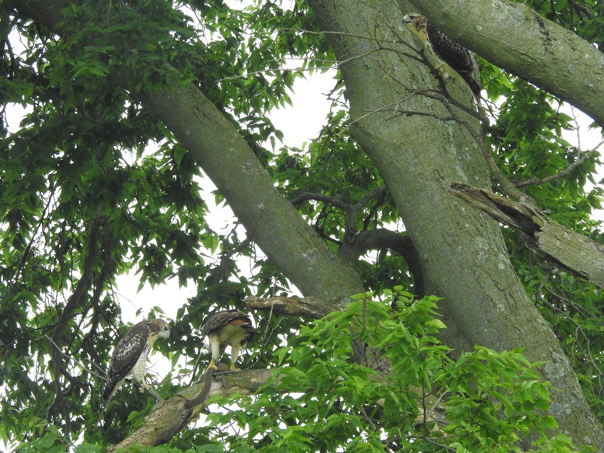 Red-tailed Hawk - ML638751318