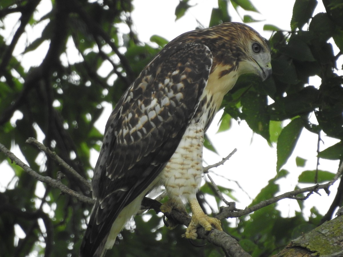 Red-tailed Hawk - ML638751320