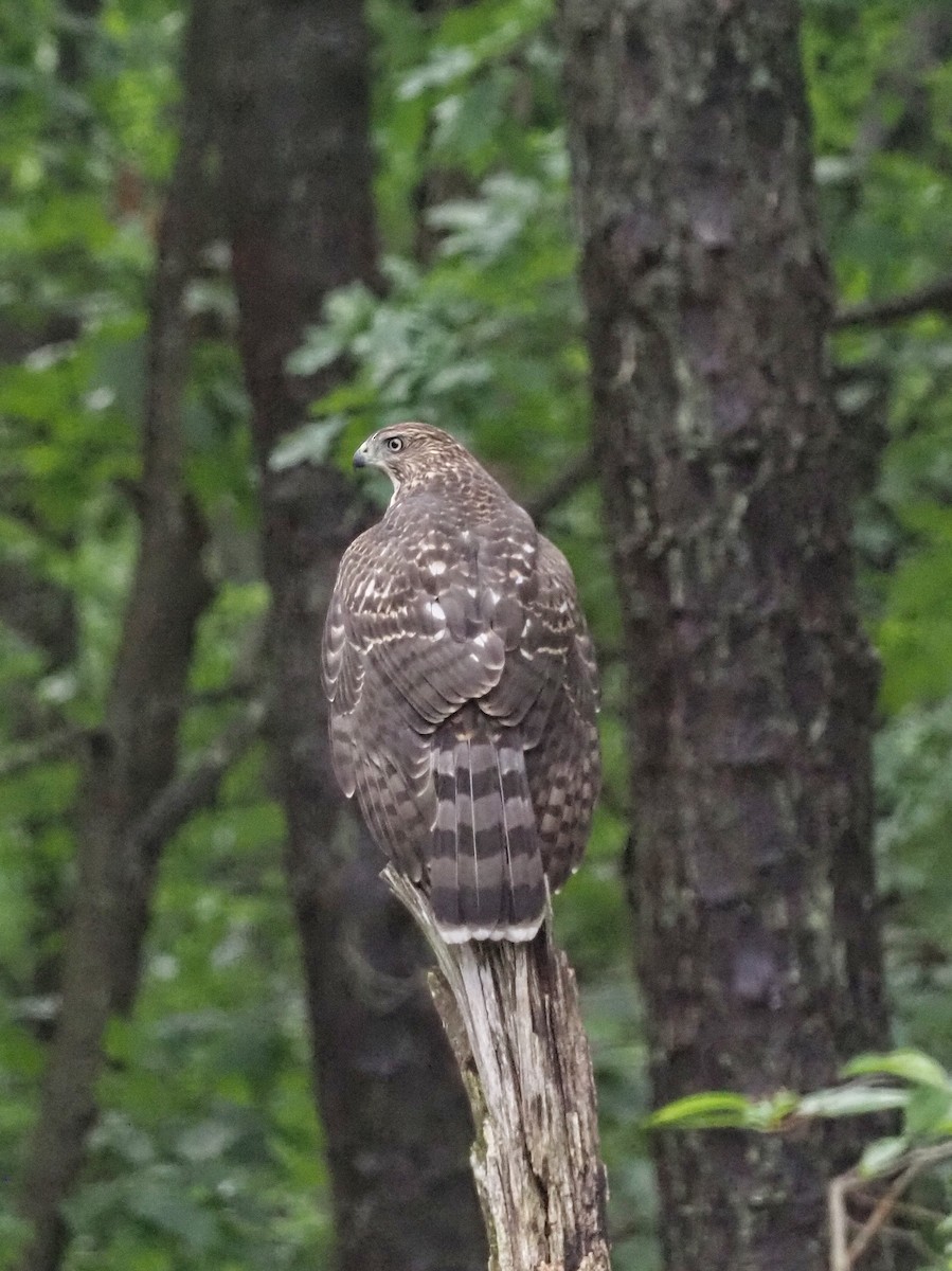 Cooper's Hawk - ML638751335
