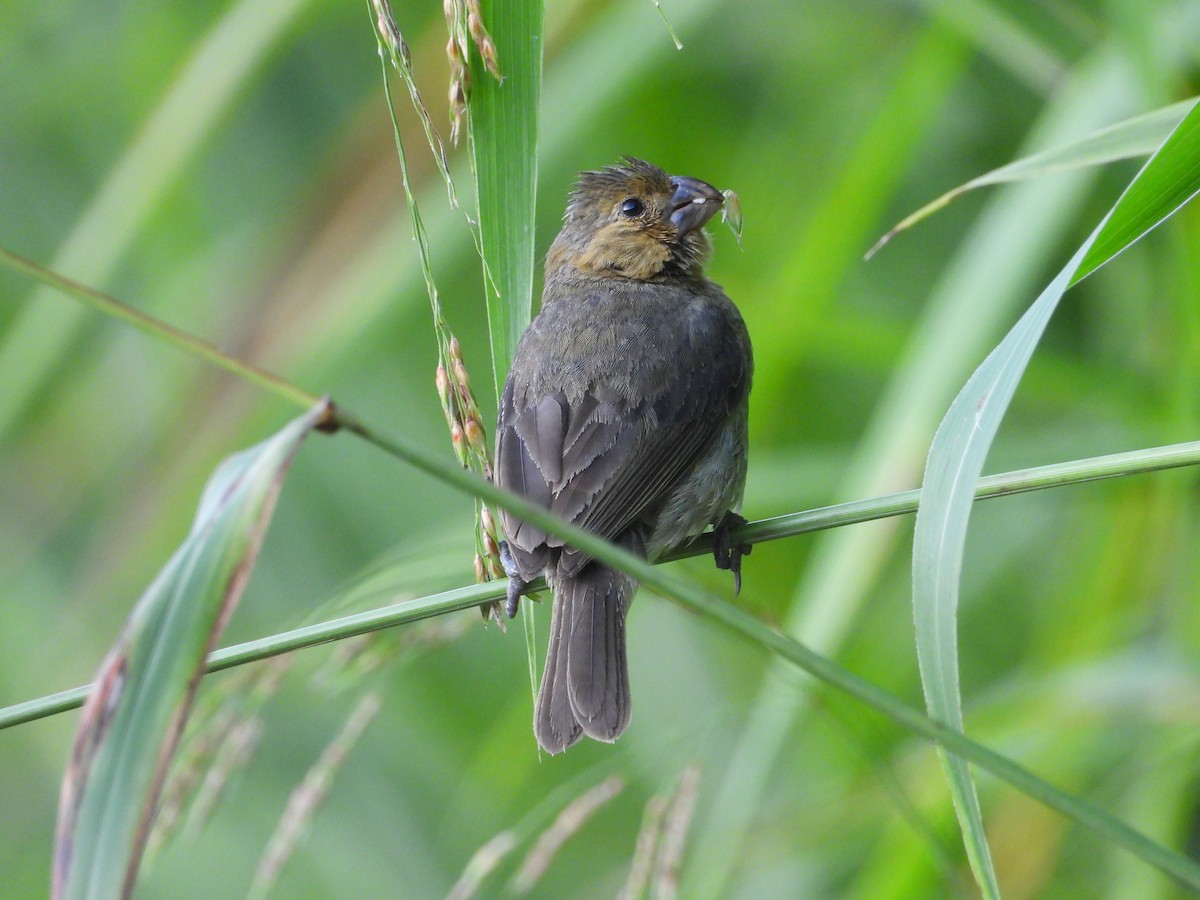 Gray Seedeater - ML638751441