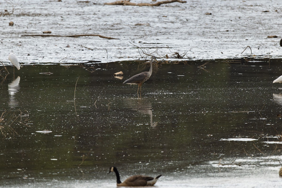 herodiashegre - ML638751442