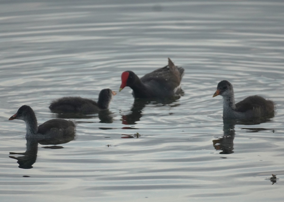 Common Gallinule - ML638751450